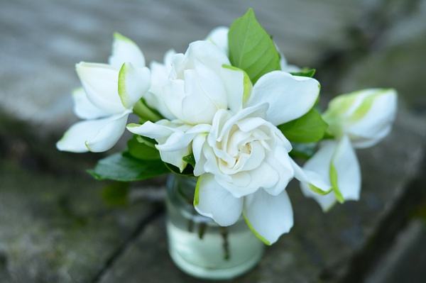 artificial gardenia